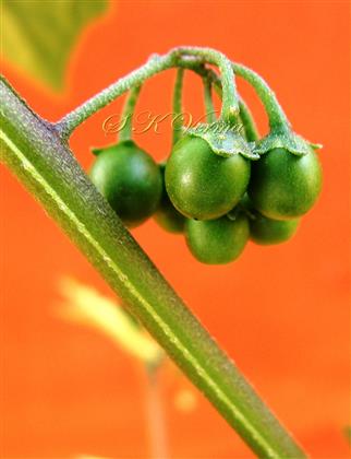  Young Fruits